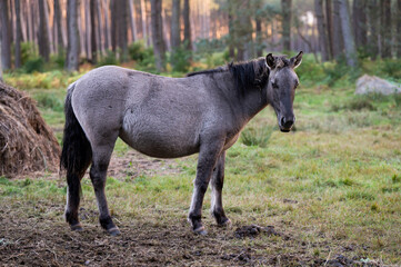 A Polish horse grazing in a forest in a herd. Selective focus.