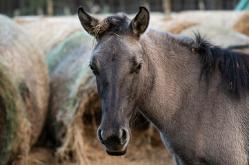A Polish horse grazing in a forest in a herd. Selective focus.