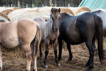 A Polish horse grazing in a forest in a herd. Selective focus.