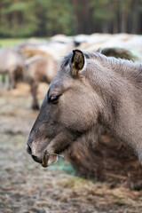 A Polish horse grazing in a forest in a herd. Selective focus.