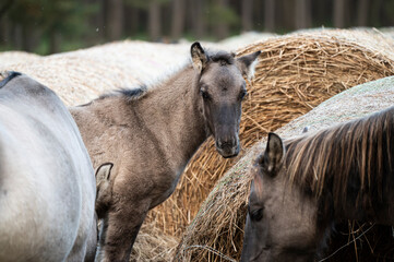 A Polish horse grazing in a forest in a herd. Selective focus.