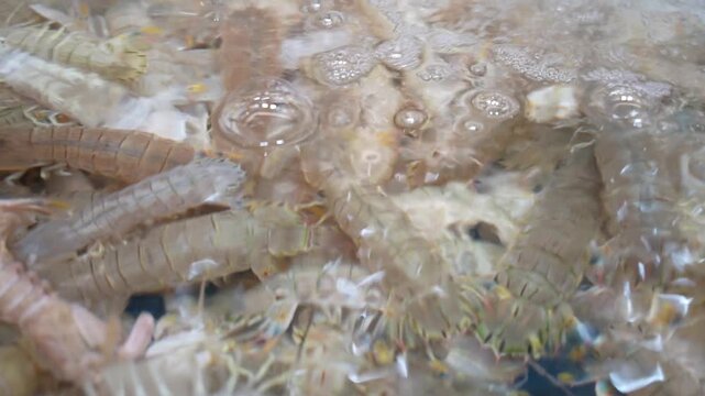 Squilla mantis, species of mantis shrimp found in shallow coastal areas of the Mediterranean Sea and the Eastern Atlantic Ocean. Mantis shrimp sold in a fish market in Chengdu.