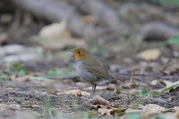 地面に降りたコマドリ
