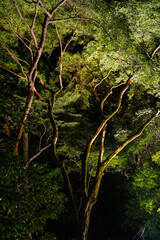Scenic sight in Kiyomizu-dera Temple at night during fall season. Kyoto, Japan.