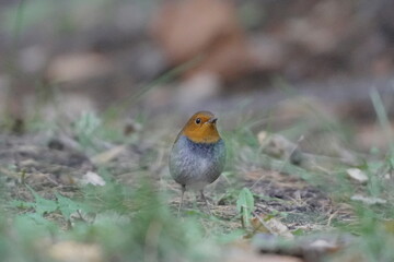 地面に降りたコマドリ