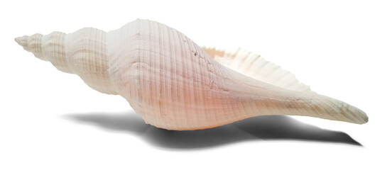 Isolated conch sea shell side view