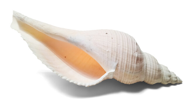 Isolated conch sea shell front view