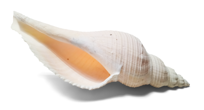 Isolated conch sea shell front view