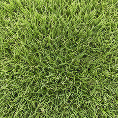 realistic green grass background texture