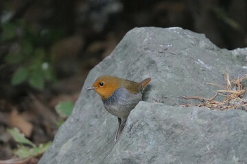 岩に止まるコマドリ