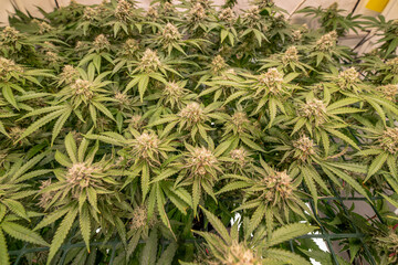 female blossom marijuana SoG Sea of Green net hemp cultivation technique Growing pot indoor bloom stage growth Medical