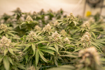 female blossom marijuana SoG Sea of Green net hemp cultivation technique Growing pot indoor bloom stage growth Medical