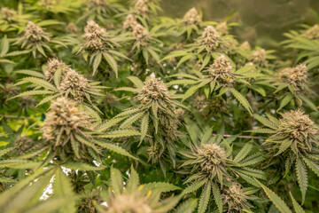 female blossom marijuana SoG Sea of Green net hemp cultivation technique Growing pot indoor bloom stage growth Medical