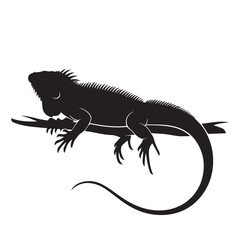 Obraz premium Iguana Silhouette on Branch Vector Illustration.