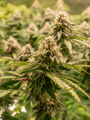 female blossom marijuana SoG Sea of Green net hemp cultivation technique Growing pot indoor bloom stage growth Medical