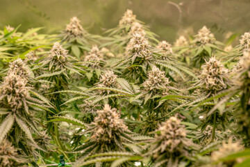 female blossom marijuana SoG Sea of Green net hemp cultivation technique Growing pot indoor bloom stage growth Medical