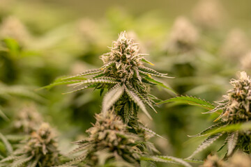 female blossom marijuana SoG Sea of Green net hemp cultivation technique Growing pot indoor bloom stage growth Medical