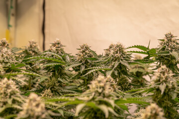 female blossom marijuana SoG Sea of Green net hemp cultivation technique Growing pot indoor bloom stage growth Medical