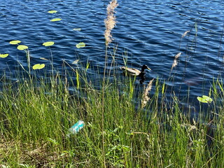 Wild duck swimming close to a discarded plastic bottle among reeds and lily pads in a lake