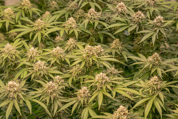 female blossom marijuana SoG Sea of Green net hemp cultivation technique Growing pot indoor bloom stage growth Medical