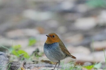 地面に降りたコマドリ