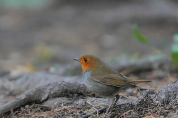 地面に降りたコマドリ