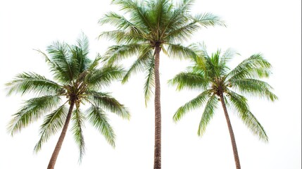 bark. Tropical coconut trees with distinct textures, isolated for a crisp botanical focus. gardening catalogs, home-decor guides, designed for home decor and floral branding, used by clinicians.