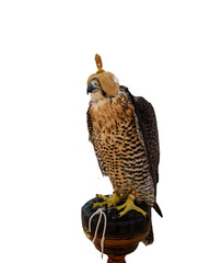 Domesticated Falcon in Doha, Qatar, Isolated 