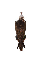 Domesticated Falcon in Doha, Qatar, Isolated 