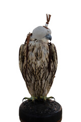 Domesticated Falcon in Doha, Qatar, Isolated 