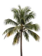 Fototapeta premium Coconut Palm Tree with Yellow Coconuts and Green Leaves Isolated