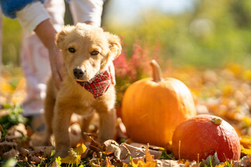 Small red puppy with pumpkins