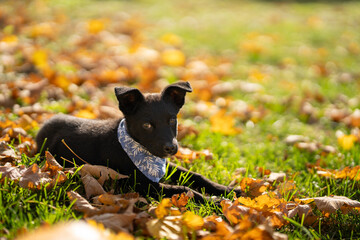 Portrait of small black puppy mixed breed