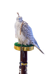 Domesticated Falcon in Doha, Qatar, Isolated 
