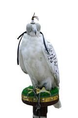 Domesticated Falcon in Doha, Qatar, Isolated 