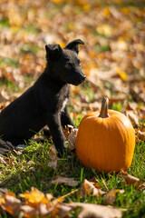 Small black puppy mixed breed with pumpkins
