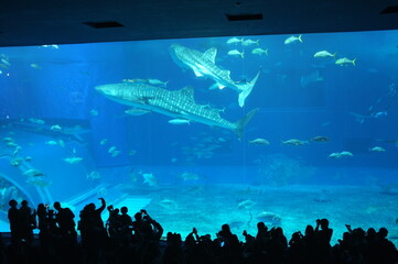 【沖縄】美ら海水族館の水槽