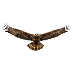 Obraz premium Magnificent golden eagle soaring with wings spread wide against a stunning backdrop. Suitable for nature, wildlife, and freedom concepts.