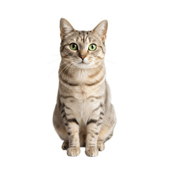 Tabby cat with bright green eyes is perfect for pet related designs, cat themed products, veterinary clinics, and animal welfare campaigns.