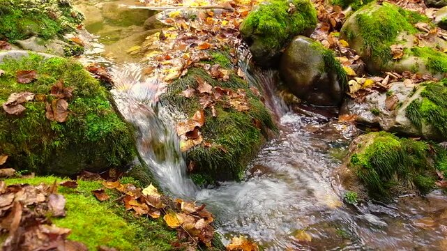 Mountain stream in autumn forest with mossy rocks and fallen leaves