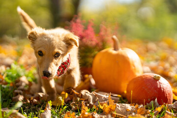 Small red puppy with pumpkins