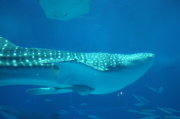 【沖縄】美ら海水族館の水槽