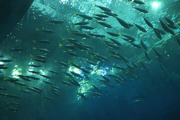 【沖縄】美ら海水族館の水槽