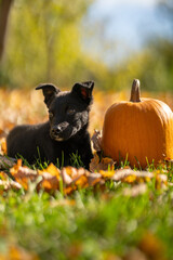 Small black puppy mixed breed with pumpkins
