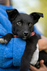 Woman wearing blue pullover holds black adopted puppy mixed breed on her hands