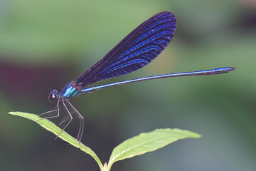 dragonfly on a leaf