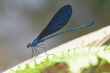dragonfly on a leaf