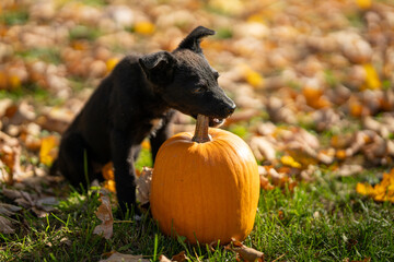 Small black puppy mixed breed with pumpkins