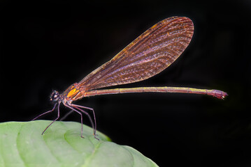 dragonfly on a leaf