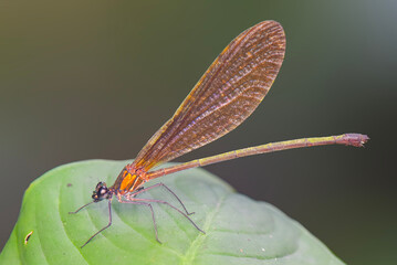dragonfly on a leaf